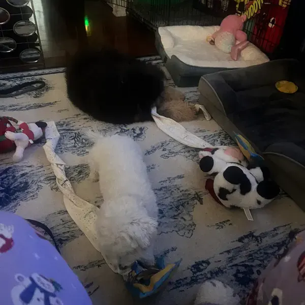 Foto recensione Angela G. - I miei due cani ne sono ossessionati