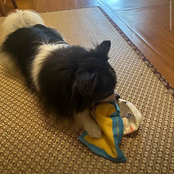 Foto recensione Elena H. - Dimensione perfetta per il momento del gioco