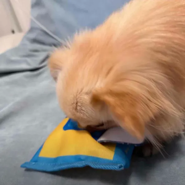 Foto recensione Silvia C. - Lo adora! Cuciture eccellenti